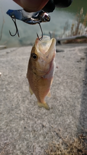 ブラックバスの釣果