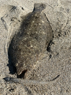 ヒラメの釣果