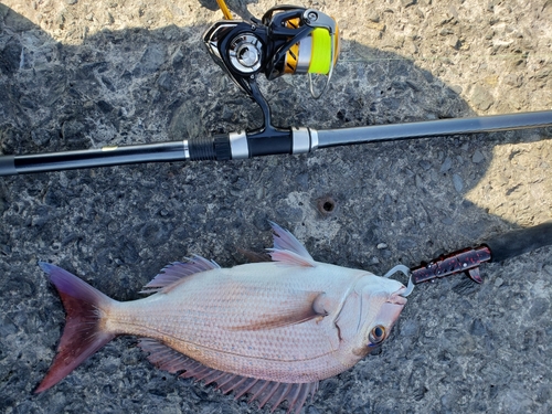 マダイの釣果