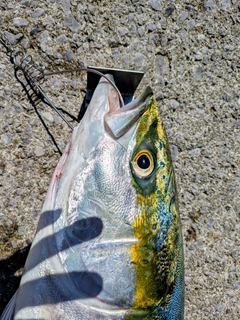 ブリの釣果