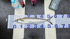 サワラの釣果