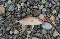 ショゴの釣果