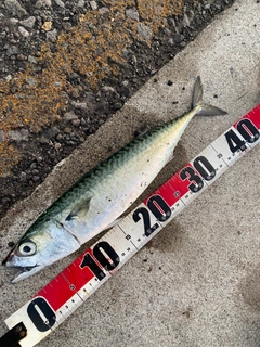 サバの釣果