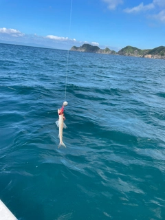 エソの釣果