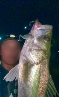 スズキの釣果