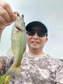 ラージマウスバスの釣果