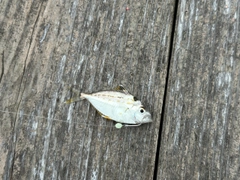 ヒイラギの釣果