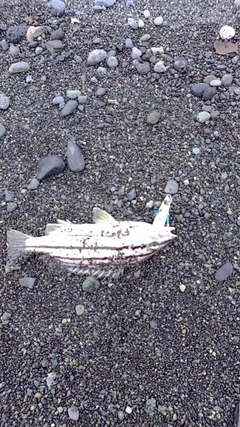 シマイサキの釣果