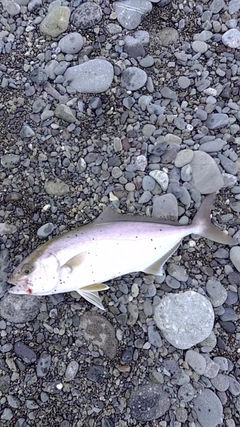 ショゴの釣果