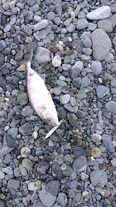 ショゴの釣果