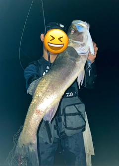 スズキの釣果