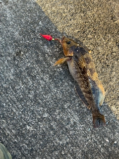 アイナメの釣果