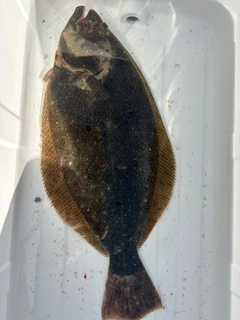 ソゲの釣果