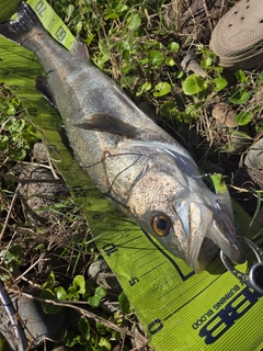スズキの釣果