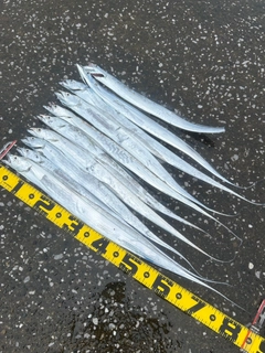 タチウオの釣果