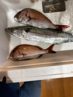 サワラの釣果