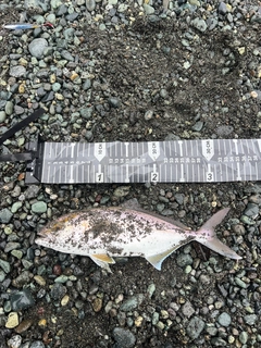 ショゴの釣果