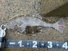 ヒラメの釣果