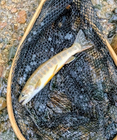 イワナの釣果