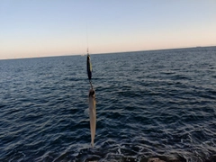 エソの釣果