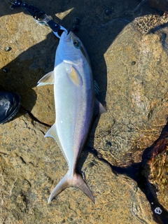 カンパチの釣果