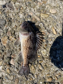 ソイの釣果