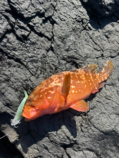 キジハタの釣果