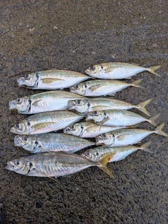 アジの釣果