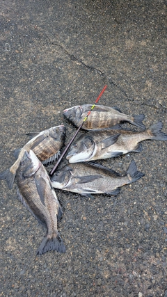 クロダイの釣果