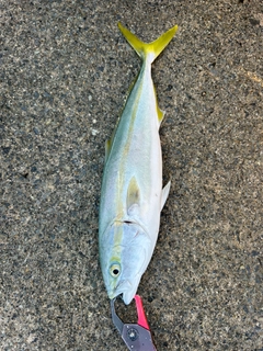 フクラギの釣果