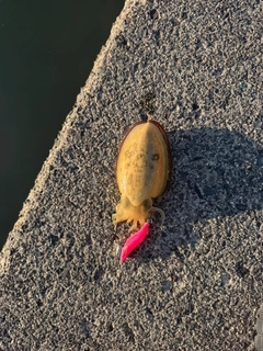 コウイカの釣果