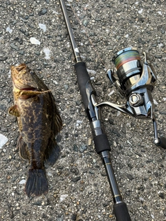 タケノコメバルの釣果