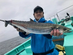 サゴシの釣果