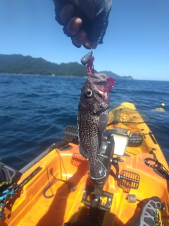 マゾイの釣果
