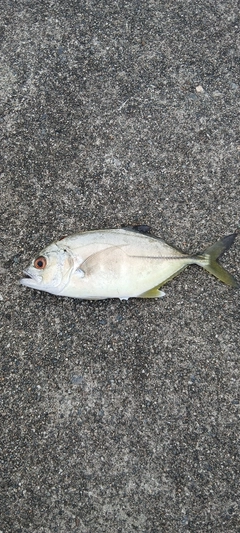 メッキの釣果