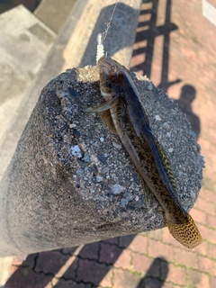 ハゼの釣果