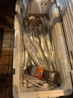 タチウオの釣果