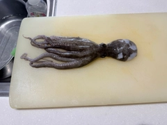タコの釣果
