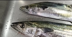 サワラの釣果