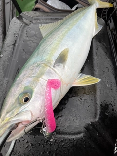 イナダの釣果