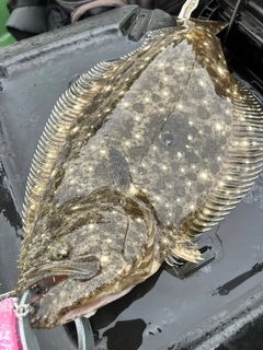 ヒラメの釣果