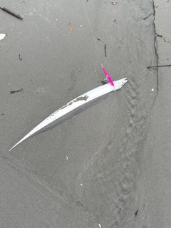 タチウオの釣果