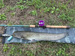 ナマズの釣果