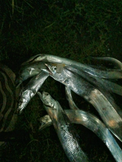 タチウオの釣果
