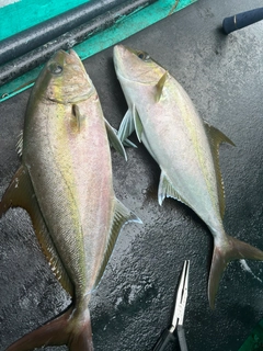 カンパチの釣果