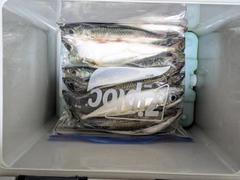 サバの釣果