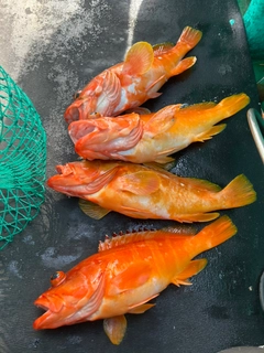 アカハタの釣果