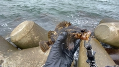 タケノコメバルの釣果
