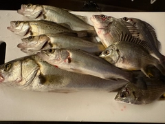 シーバスの釣果