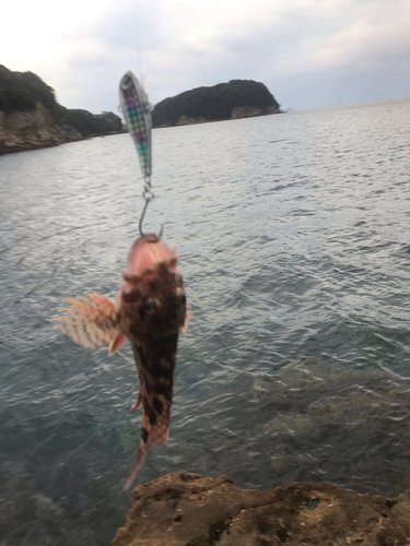 アラカブの釣果